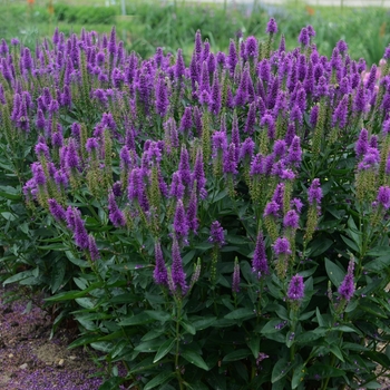 Veronica longifolia 'Very Van Gogh'