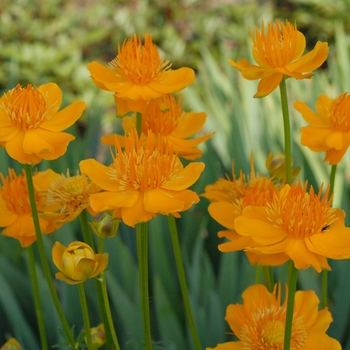 Trollius chinensis 'Golden Queen' 