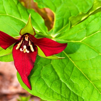 Trillium erectum 