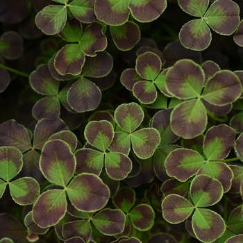 Trifolium 'Debbie' PPAF