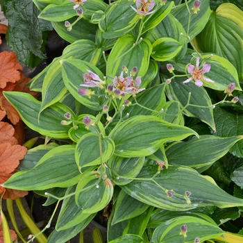 Tricyrtis formosana 'Autumn Glow' 