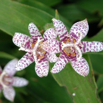 Tricyrtis hirta 'Miyazaki'