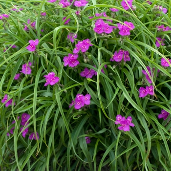 Tradescantia 'Red Cloud'