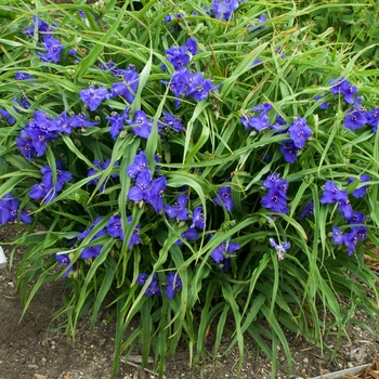 Tradescantia andersonii 'Zwanenburg Blue'