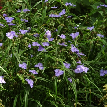 Tradescantia ohiensis