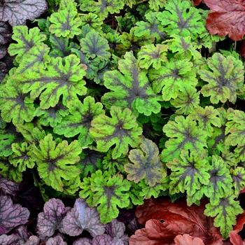 Tiarella 'Fingerpaint'