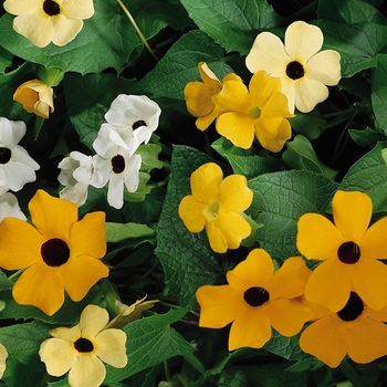 Thunbergia alata 'Mix' 