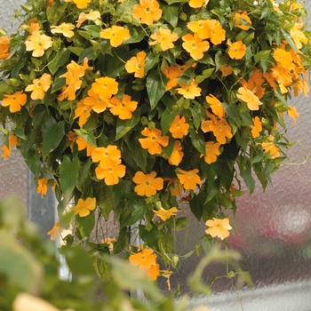 Thunbergia alata 'Orange Clear' 