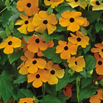 Thunbergia alata 'Orange Eye' 