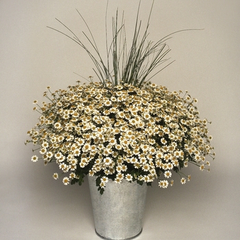 Tanacetum parthenium 'Vegmo Single' 