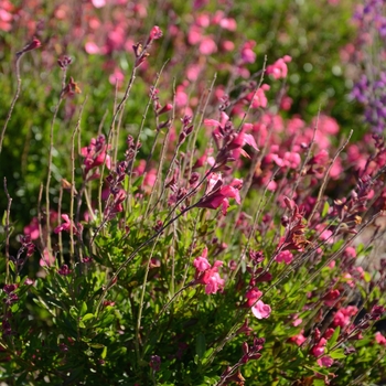 Salvia 'Fuchsia' 