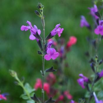 Salvia Arctic Blaze® Purple