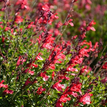 Salvia 'Red' 