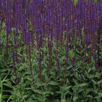 Salvia nemorosa 'Burgundy Candles'