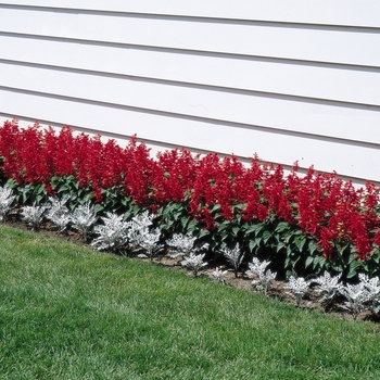 Salvia splendens 'Flare' 