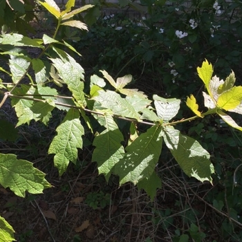 Quercus rysophylla