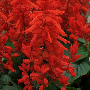 Salvia splendens 'Lighthouse' 