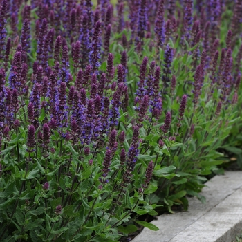 Salvia nemorosa 'Blues' Balyriclu PP22919