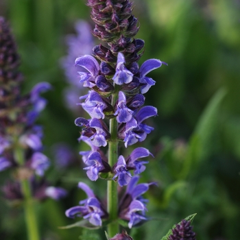 Salvia nemorosa Lyrical™ 'Silver Tone' (130963)