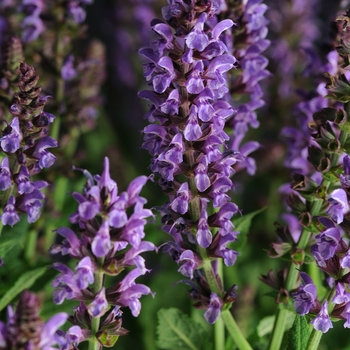 Salvia nemorosa Lyrical™ 'Silver Tone'