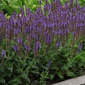 Salvia nemorosa Lyrical™ 'Silver Tone' (130965)
