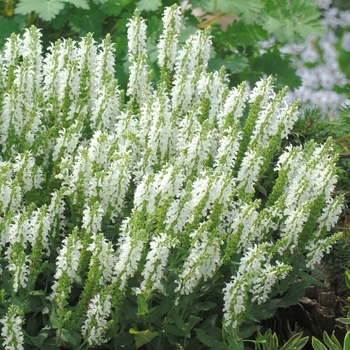 Salvia nemorosa 'White' 