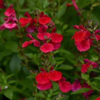 Salvia greggii Mirage™ 'Cherry Red'