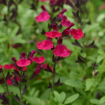 Salvia greggii Mirage™ 'Burgundy'