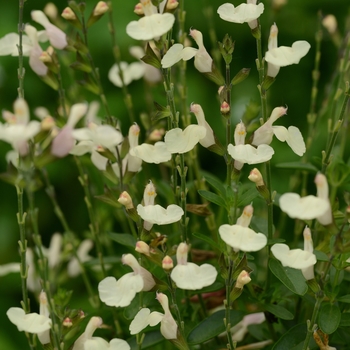 Salvia greggii Mirage™ 'Cream'