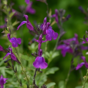 Salvia greggii Mirage™ 'Deep Purple'