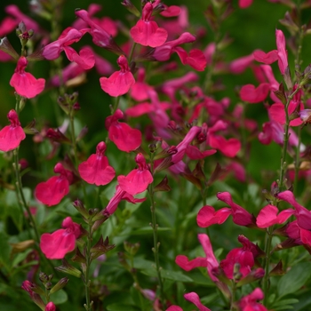 Salvia greggii Mirage™ 'Hot Pink' PPAF