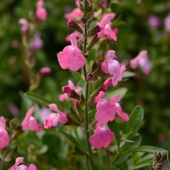 Salvia greggii 'Balmirpink' PPAF