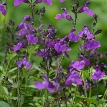 Salvia greggii 'Balmirvio' PPAF