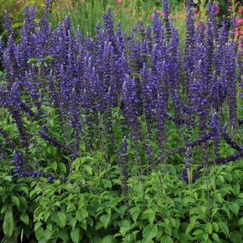 Salvia longispicata x farinacea 'Mystic Spires'