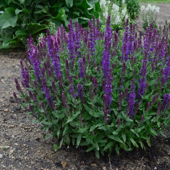 Salvia nemorosa 'New Dimension Blue' 