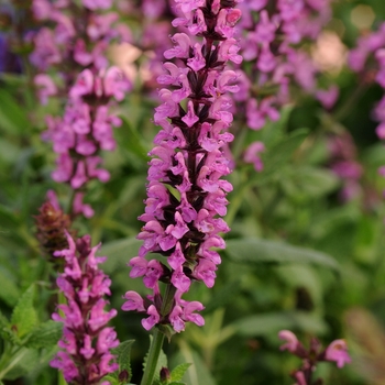 Salvia nemorosa 'New Dimension Rose'