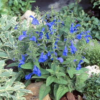 Salvia patens 'Patio Deep Blue' 