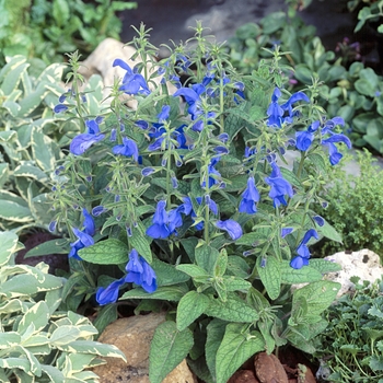 Salvia patens 'Patio Deep Blue'