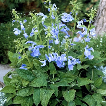 Salvia patens 'Patio Sky Blue'