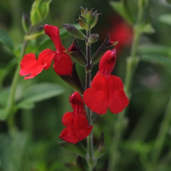 Salvia greggii 'Radio Red'