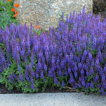 Salvia nemorosa Sensation™ 'Sky Blue'