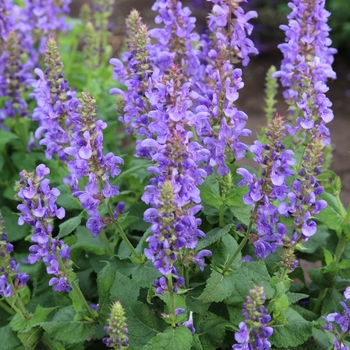 Salvia nemorosa 'Sky Blue Marvel' 