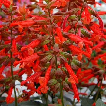 Salvia 'Orange' 