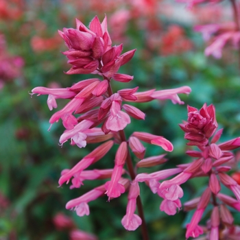 Salvia Skyscraper™ 'Pink'