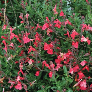 Salvia greggii 'Fire Dancer' 