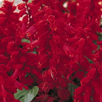 Salvia splendens 'Burgundy' 