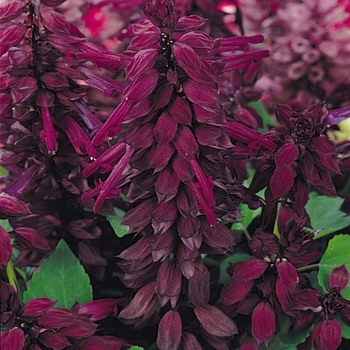 Salvia splendens 'Purple' 