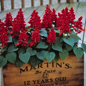 Salvia splendens 'Red' 