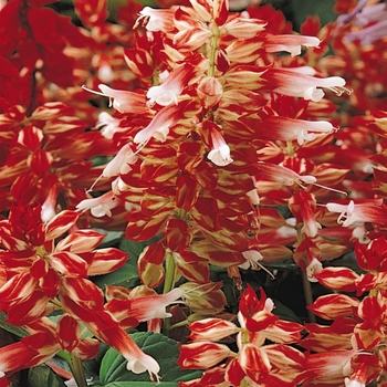 Salvia splendens 'Red and White' 