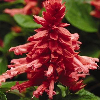 Salvia splendens 'Rose' 